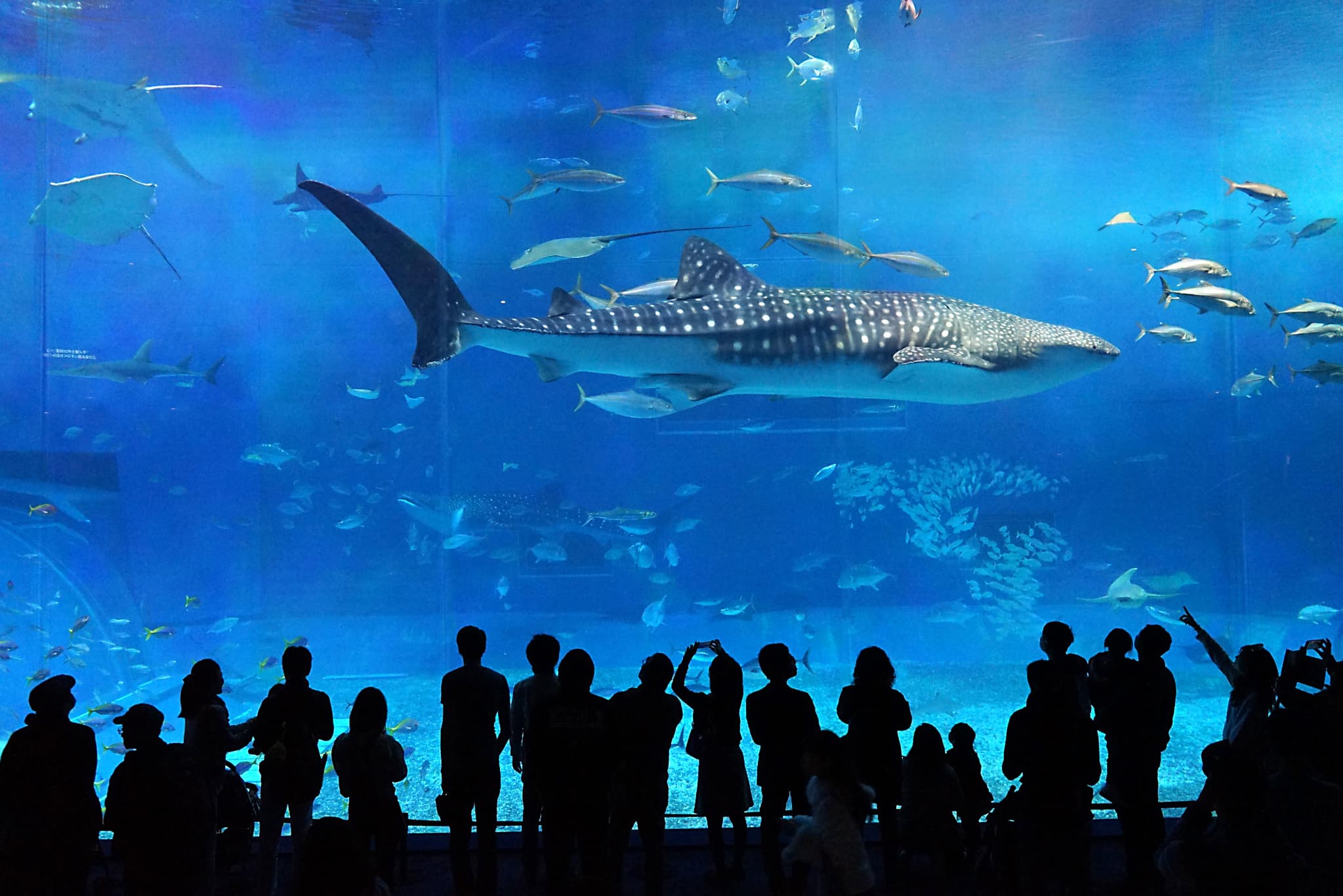 沖縄美ら海水族館