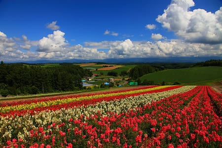 滞在中レンタカー付のツアーから探そう！グルっとドライブ周遊を楽しめる！